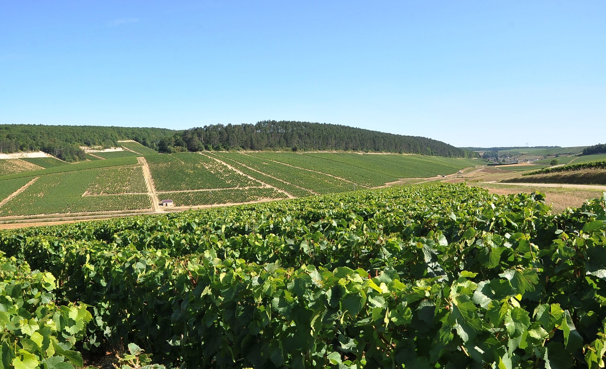 Chablis