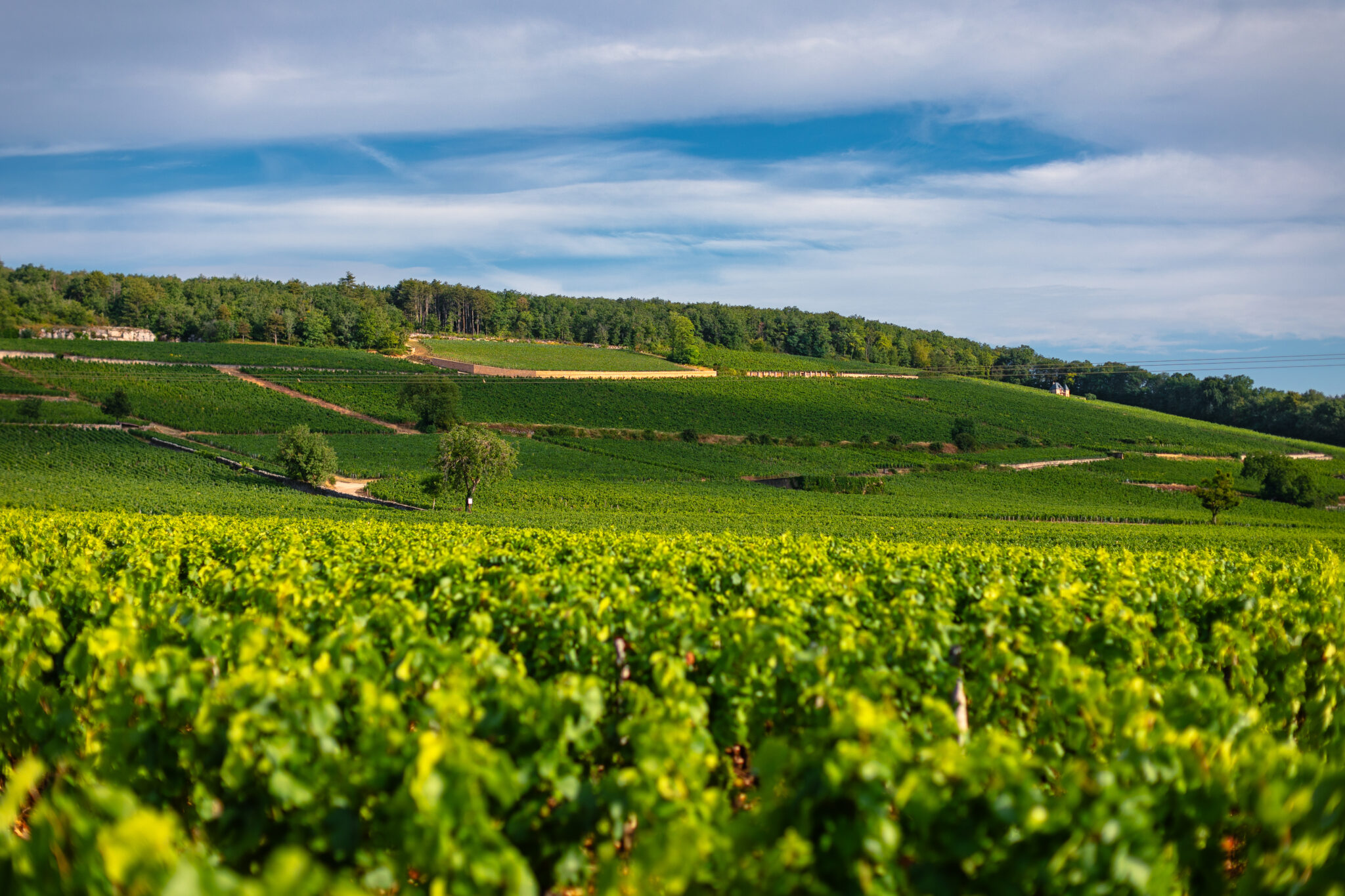 Clos de La Roche