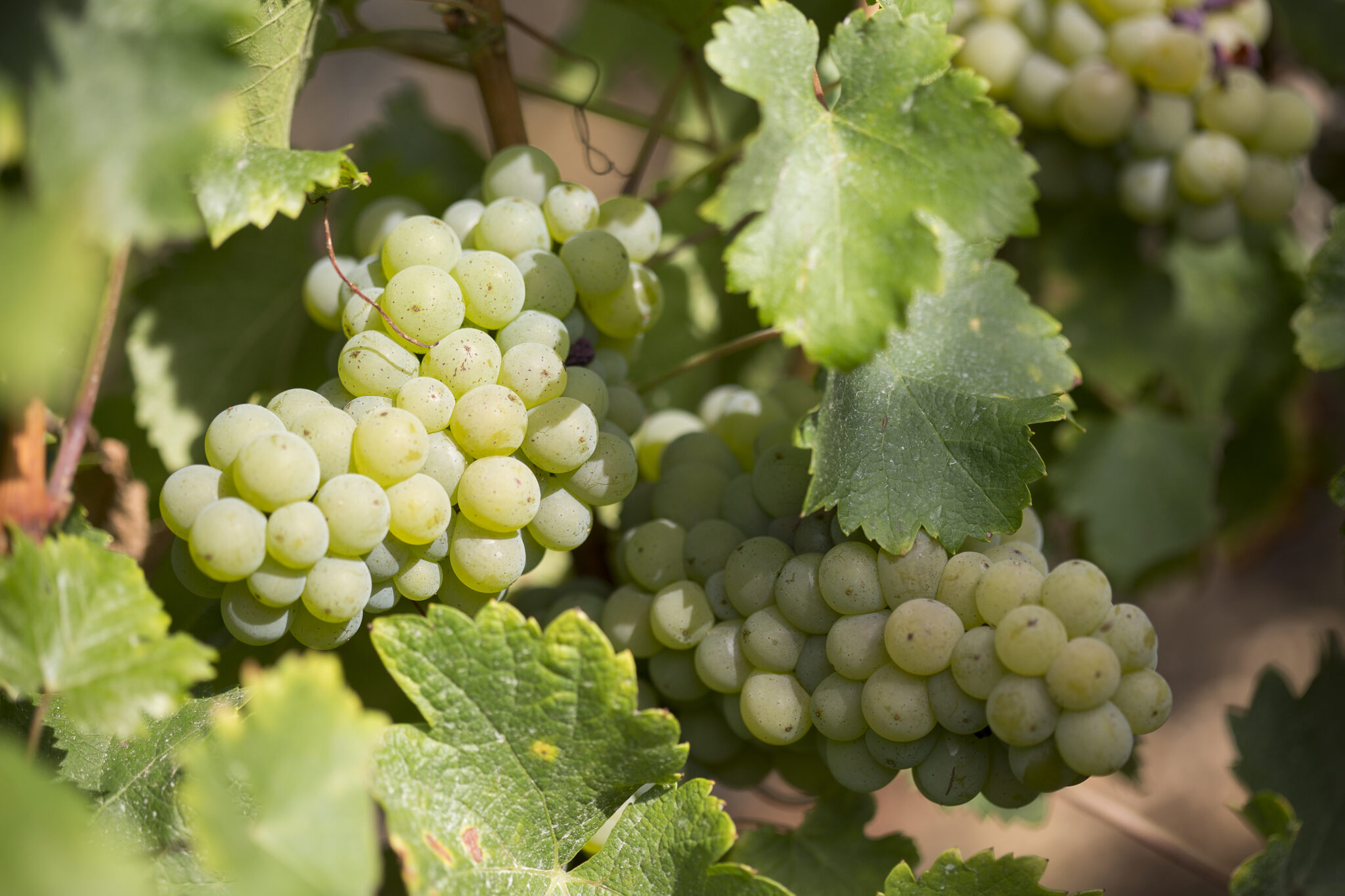 Crémant de Bourgogne